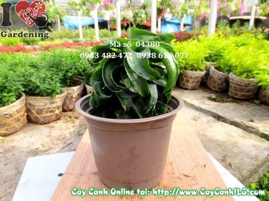 Cây Phát Tài Hoàn Vũ (Cao 15cm – Ms: 04380)