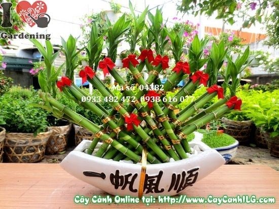 Cây Phát Tài Quạt (Cao 30cm – Ms: 04382)