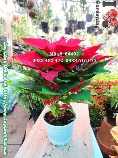Cây Trạng Nguyên (Cao 30cm – Ms: 04402)