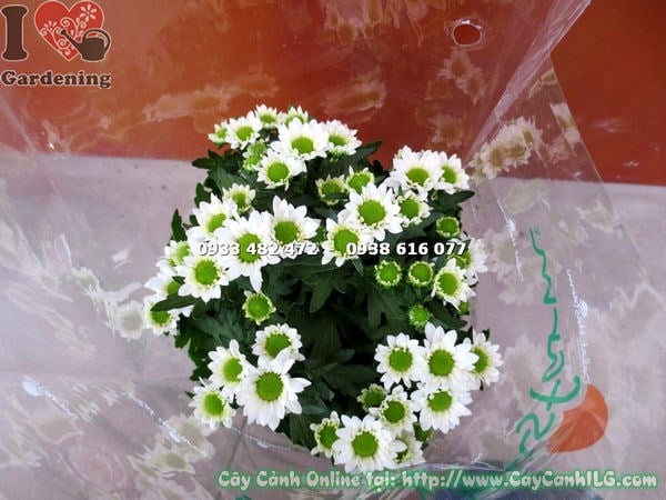 Cây Hoa Cúc Pico Màu Trắng (Cao 15cm – Ms:16514 )