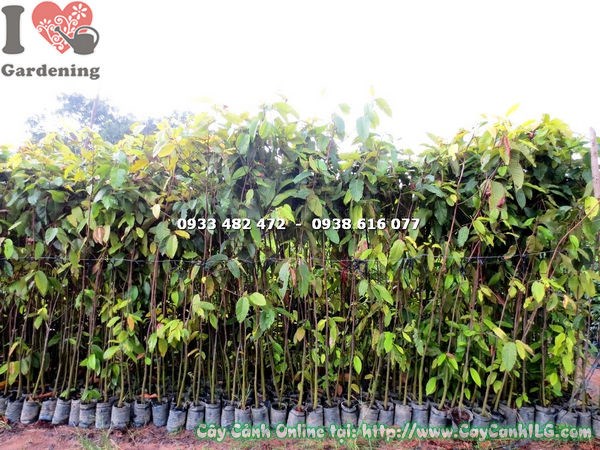 Cây Dầu Rái (Cao 2m2 – Ms: 17606)