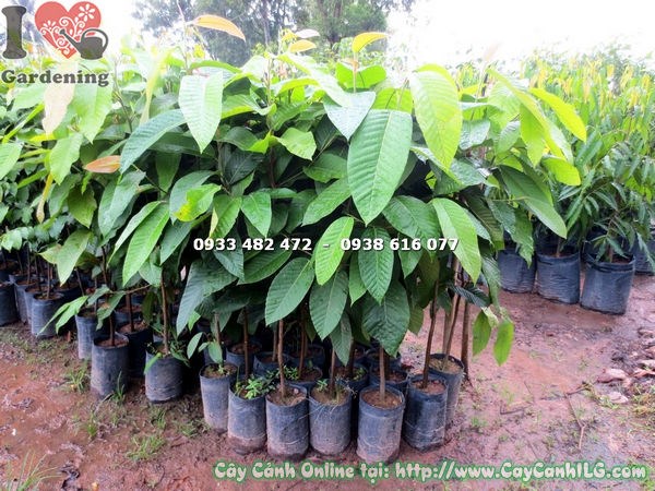Cây Dầu Rái Giống (Cao 1m – Ms: 17608)