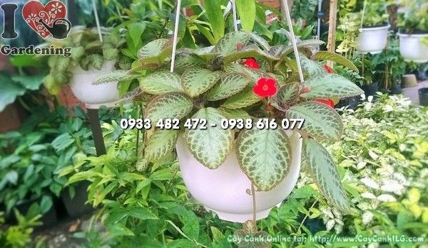 Cây Ấm Kiếm ( Ms: 22944)