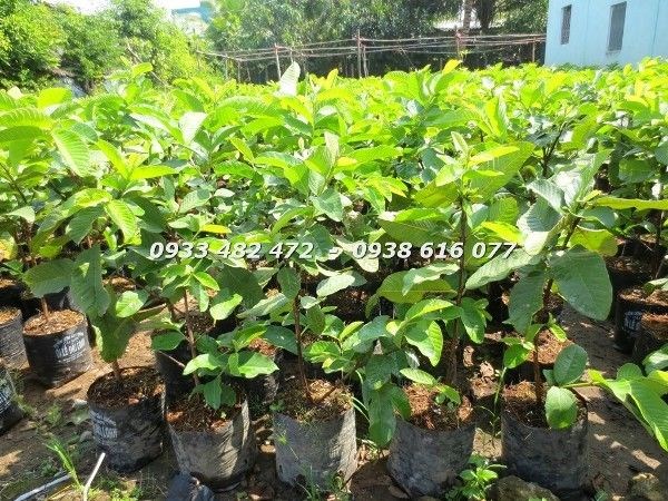 Cây Ổi Giống (Cao 50cm – Ms: 22956)