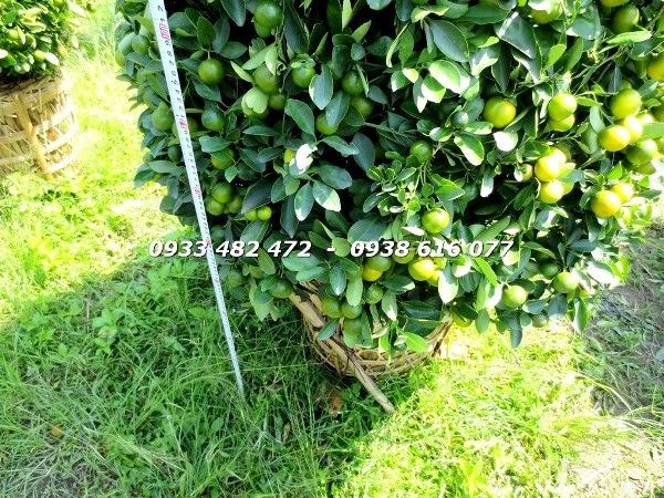 Cây Tắc Cắt Tháp Dày Trái (Cao 1.4m – Ms: 22983)