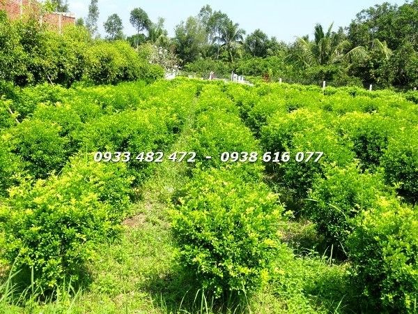 Cây Nguyệt Quế Cắt Tròn (Cao 90cm – Ms: 23000)