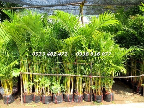 Cây Cau Vàng (Cao 1.5m -2m Ms: 23016)