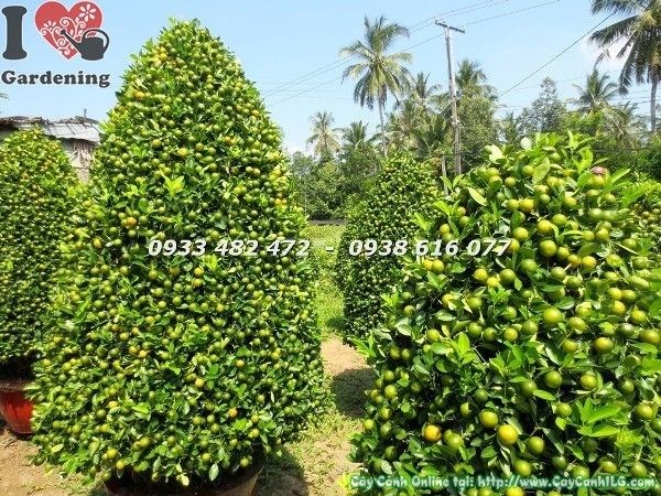 Cây Tắc Tết Đẹp Nhiều Trái (Ms: 23021)