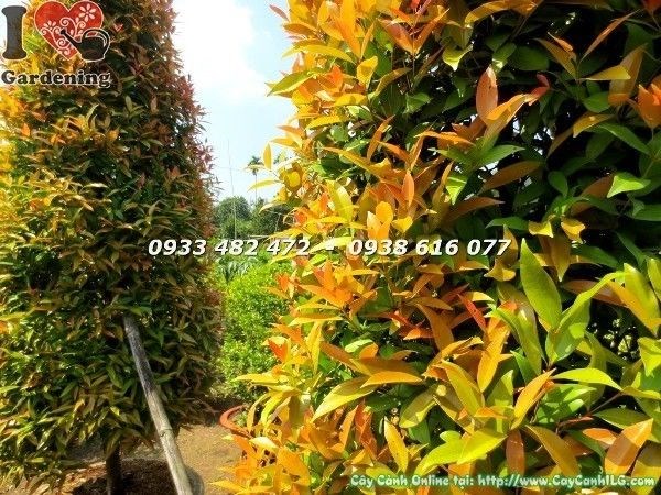 Cây Hồng Lộc Lớn (Cao 3m5 – Ms: 23031)