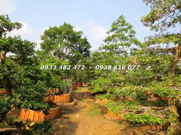 Vườn Cây Nguyệt Quế Cổ Thụ (Ms: 23040)