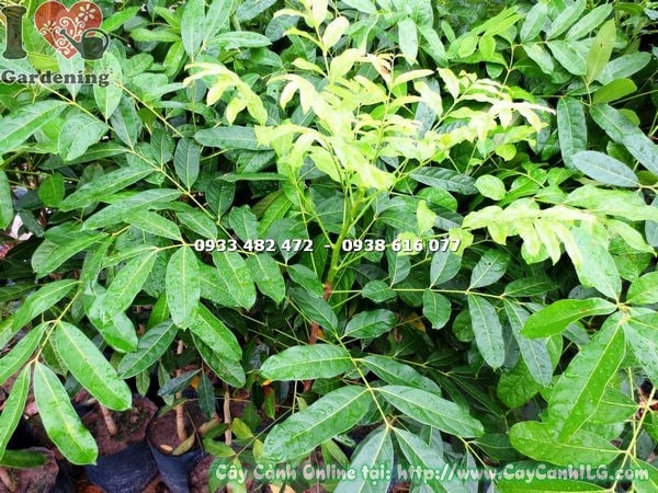 Cây Xà Cừ Giống (Cao 1m4 – Ms: 17870 )
