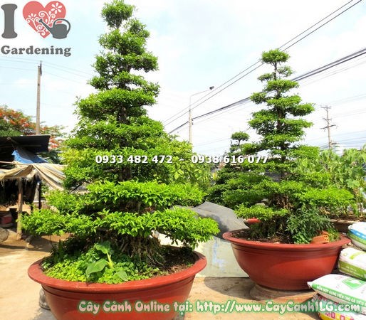 Cây Mai Chiếu Thủy Kiểng Cổ Lớn ( Ms: 17897)