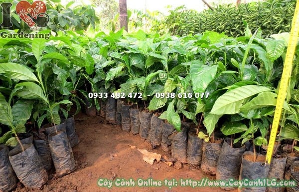 Cây Cà Phê Chè Giống (Cao 30cm – Ms: 17943)