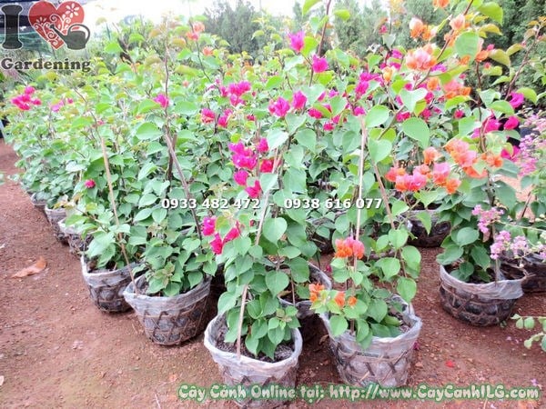 Cây Bông Giấy (Cao 60cm – Ms: 17941 )