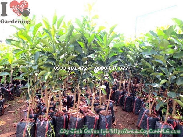 Cây Bưởi Da Xanh Giống (Cao 70cm – Ms: 17942 )