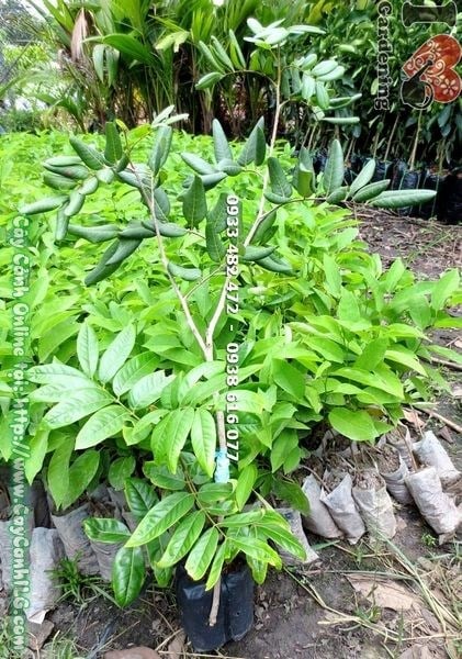 Cây Chôm Chôm Giống (Cao 50cm – Ms: 17944)