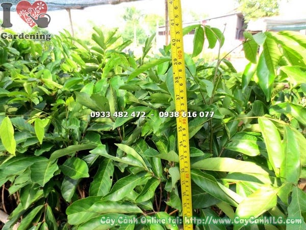 Cây Chôm Chôm Inđô Giống (Cao 1m – Ms: 17945 )