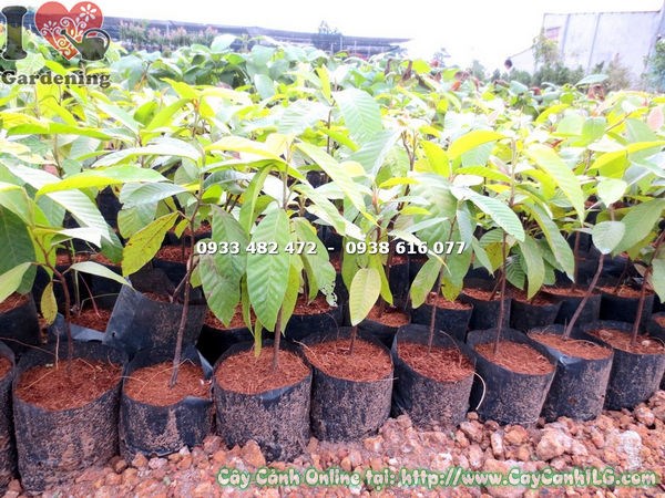 Cây Dầu Giống (Cao 30cm – Ms: 17964)