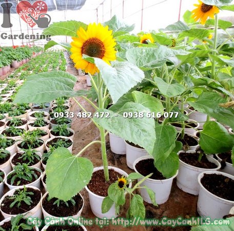 Cây Hướng Dương Loại Nhỏ (Cao 60cm – Ms:16101 )