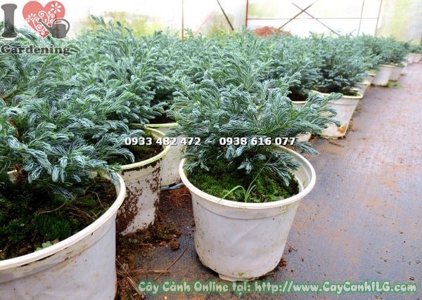 Cây Tuyết Tùng Nhật (Cao 18cm – Ms: 16338)
