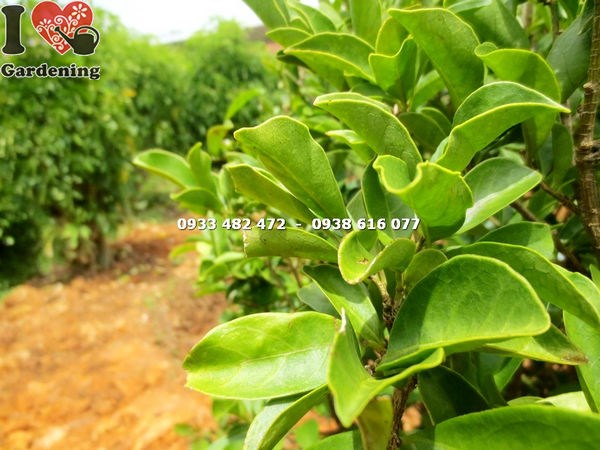Cây Lài Nhật Cắt Tròn (Cao 1m – Ms: 16341)