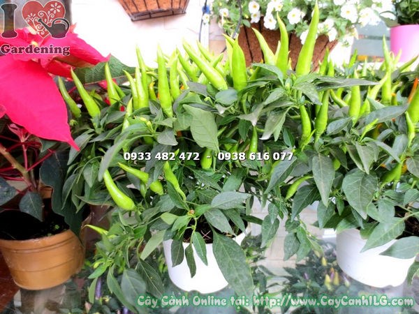 Cây Ớt Cảnh Đổi Màu (Cao 20cm – Ms: 16339)