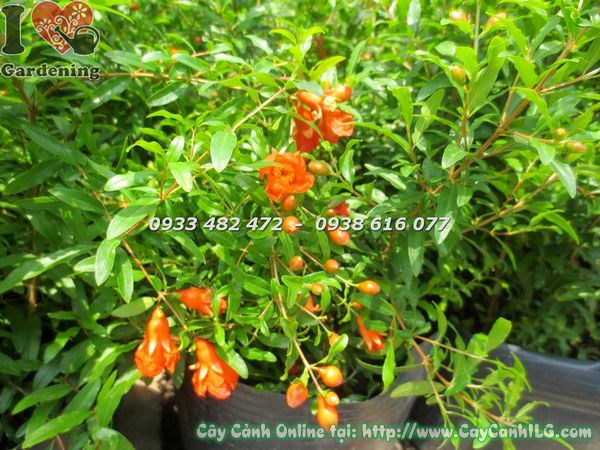 Cây Thạch Lựu (Cao 50cm – Ms:17530 )