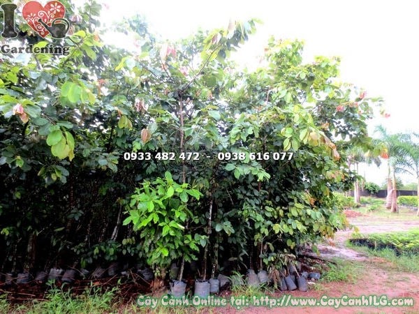 Cây Bằng Lăng (Cao 3m – Ms: 17534)