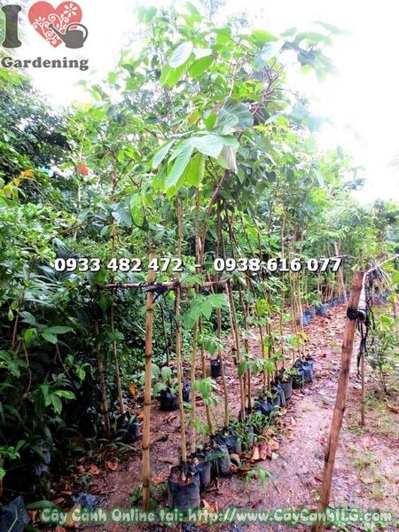 Cây Bằng Lăng Giống (Cao 2m – Ms: 17535)