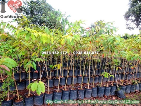 Cây Bằng Lăng Nước Giống (Cao 1m7 – Ms: 17571)