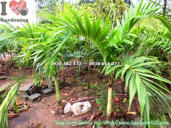 Cây Cau Bụng Cao 1m2 – Ms: 17572 )