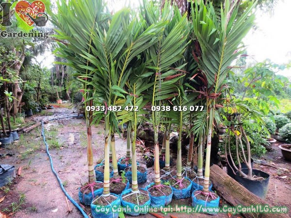 Cây Cau Trắng (Cao 1m7 – Ms: 17573 )