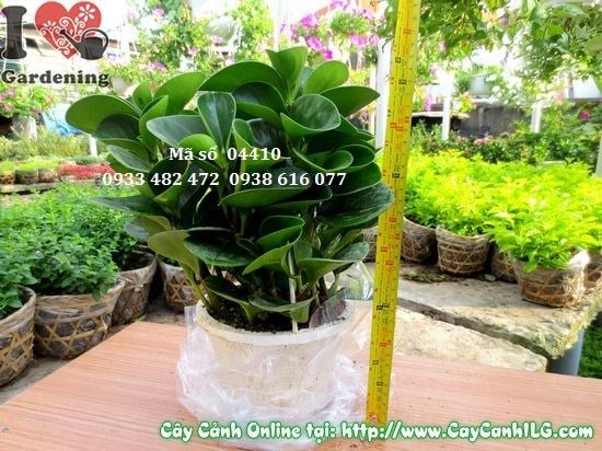 Cây Trường Sinh (Cao 30cm – Ms: 04410)