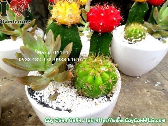 Cây Xương Rồng Tiểu Cảnh (Cao 10cm – Ms: 04414)
