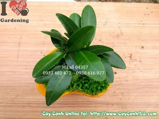 Cây May Mắn Chậu Trái Tim (Cao 10cm – Ms: 04357)