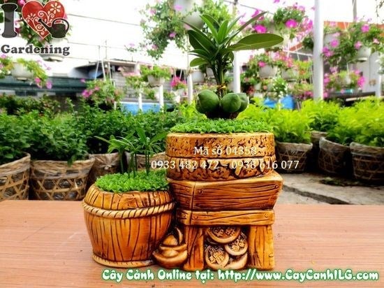 Cây May Mắn Song Đôi (Cao 15cm – Ms: 04358)