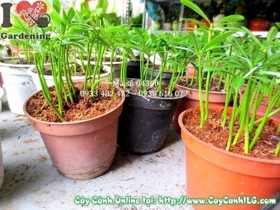 Cây May Mắn Vạn Niên (Cao 10cm – Ms: 04360)