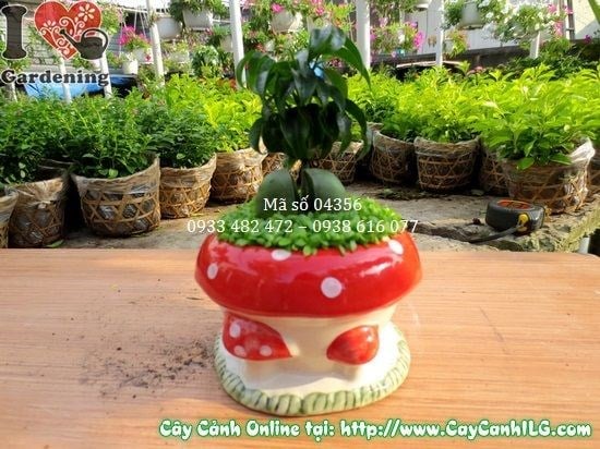 Cây May Mắn Cẩm Thạch (Cao 10cm – Ms: 04356)
