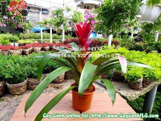 Cây Phát Lộc Hoa (Cao 45cm – Ms: 04377)
