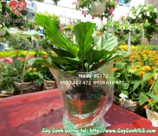 Cây Đuôi Công Đà Lạt (Cao: 15cm – Ms: 05172)