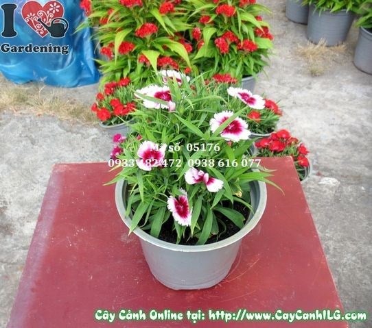 Cây Hoa Cẩm Chướng (Cao: 10cm – Ms: 05176)