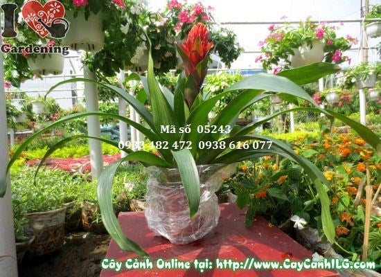 Cây Hoa Đuốc (Cao: 45cm – Ms: 05243)