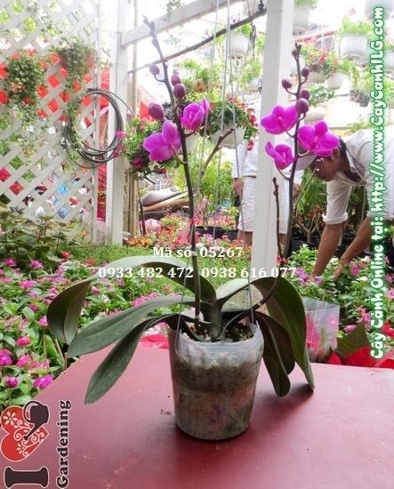 Cây Hoa Lan Hồ Điệp (Cao: 30cm – Ms: 05267)