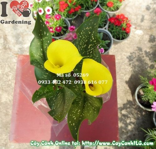 Cây Hoa Loa Kèn (Cao: 30cm – Ms: 05269)