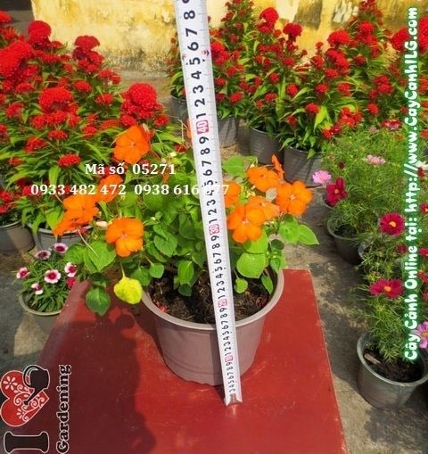 Cây Hoa Mai Địa Thảo (Cao: 18cm – Ms: 05271)