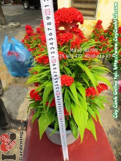 Cây Hoa Mào Gà Tết (Cao: 40cm – Ms: 05287)