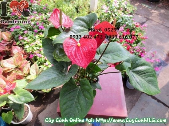 Cây Hồng Huyết Môn (Cao: 40cm – Ms: 05297)