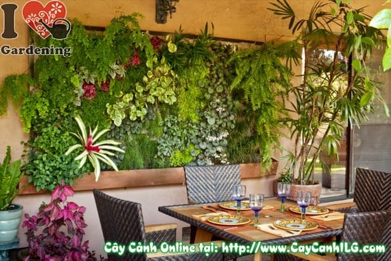 Trồng Cây Trên Tường, Vườn Thẳng Đứng, Tường Xanh