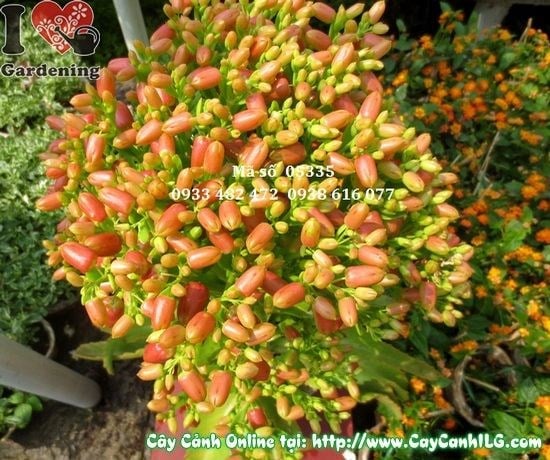 Cây Sống Đời (Cao: 50cm – Ms: 05335)