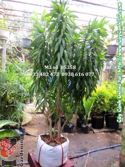 Cây Trúc Bách Hợp (Cao: 140cm – Ms: 05358)